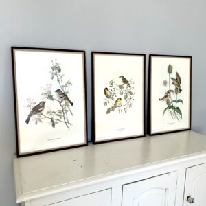 Store, smukke fuglebilleder 🦜